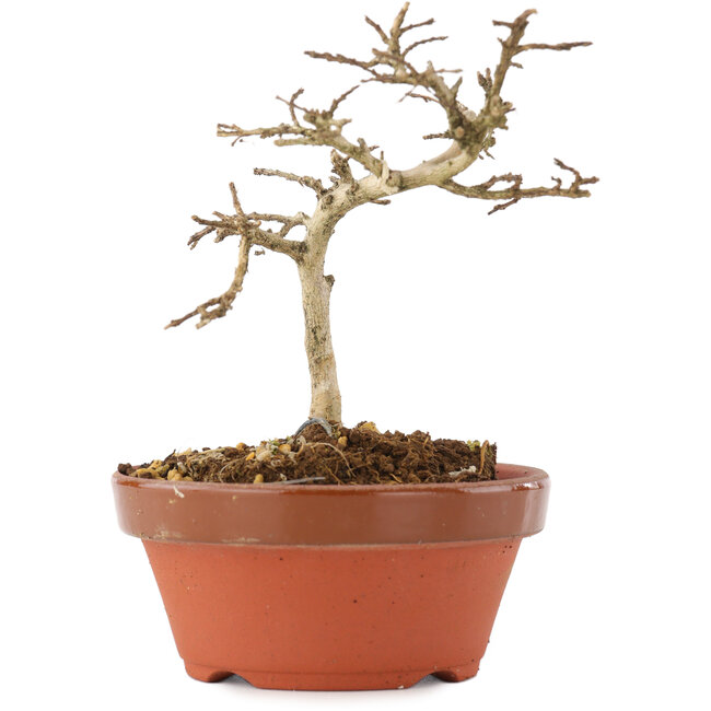 Lagerstroemia indica, 10 cm, ± 4 jaar oud