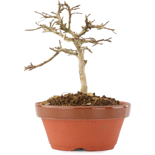 Lagerstroemia indica, 10 cm, ± 4 anni