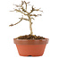 Lagerstroemia indica, 10 cm, ± 4 years old