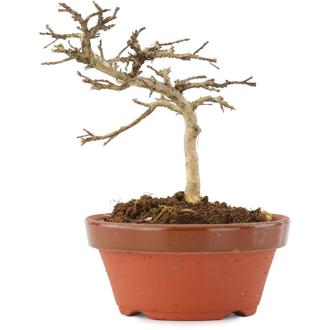 Lagerstroemia indica, 10 cm, ± 4 ans