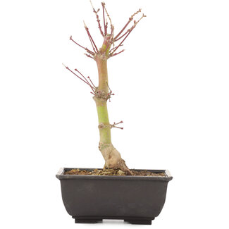 Acer palmatum, 24,5 cm, ± 6 jaar oud