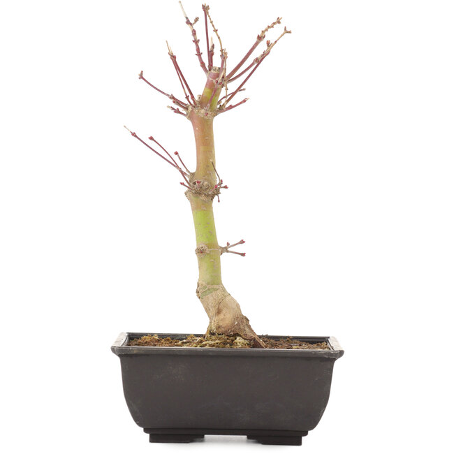 Acer palmatum, 24,5 cm, ± 6 jaar oud