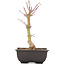 Acer palmatum, 24,5 cm, ± 6 anni