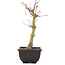 Acer palmatum, 24,5 cm, ± 6 jaar oud