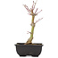 Acer palmatum, 24,5 cm, ± 6 years old