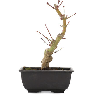 Acer palmatum, 20 cm, ± 6 años