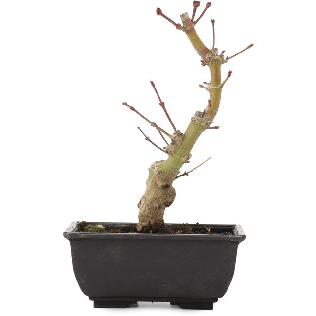 Acer palmatum, 20 cm, ± 6 years old