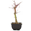 Acer palmatum, 24,5 cm, ± 6 Jahre alt