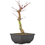 Acer palmatum, 24,5 cm, ± 6 years old