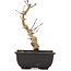 Acer palmatum, 20 cm, ± 6 years old