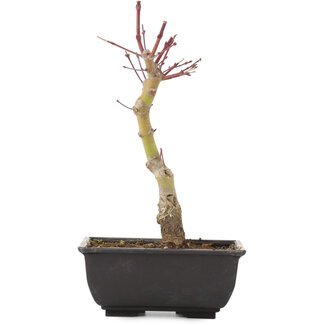 Acer palmatum, 23,5 cm, ± 6 ans