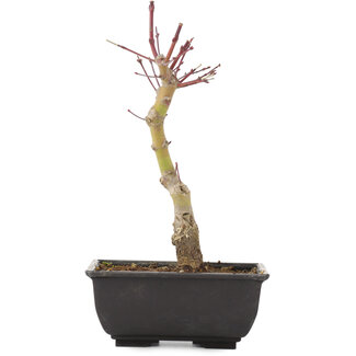 Acer palmatum, 23,5 cm, ± 6 years old