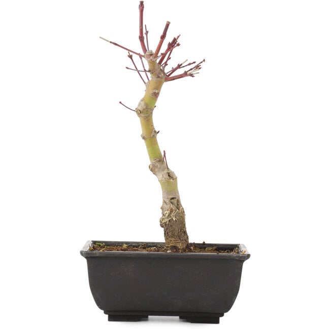 Acer palmatum, 23,5 cm, ± 6 jaar oud
