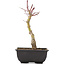 Acer palmatum, 23,5 cm, ± 6 years old