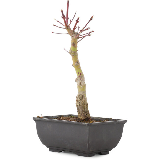 Acer palmatum, 23,5 cm, ± 6 Jahre alt