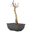 Acer palmatum, 23,5 cm, ± 6 anni