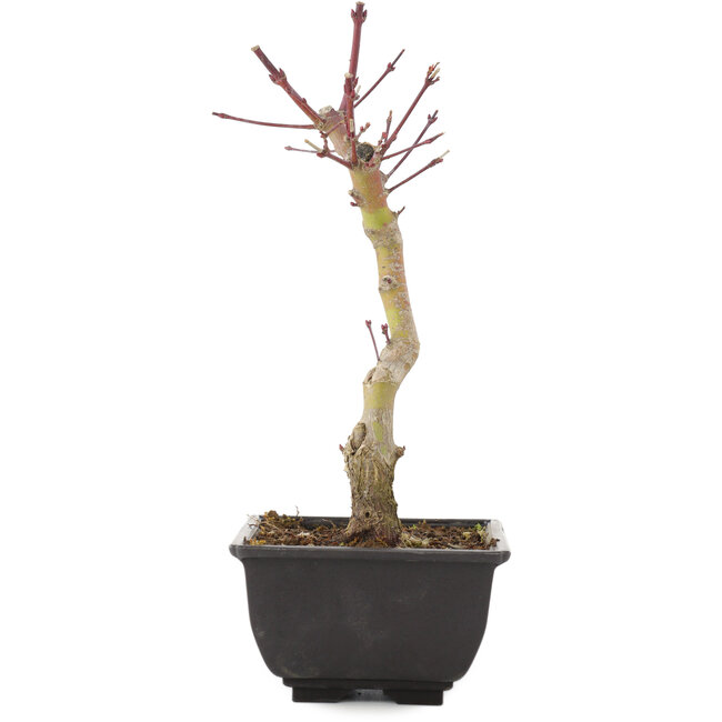 Acer palmatum, 23,5 cm, ± 6 ans
