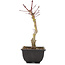 Acer palmatum, 23,5 cm, ± 6 Jahre alt