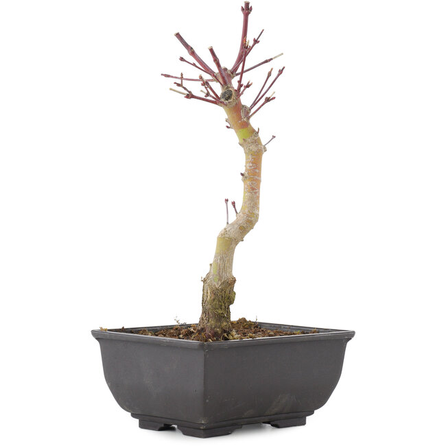 Acer palmatum, 23,5 cm, ± 6 anni
