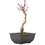Acer palmatum, 23,5 cm, ± 6 years old