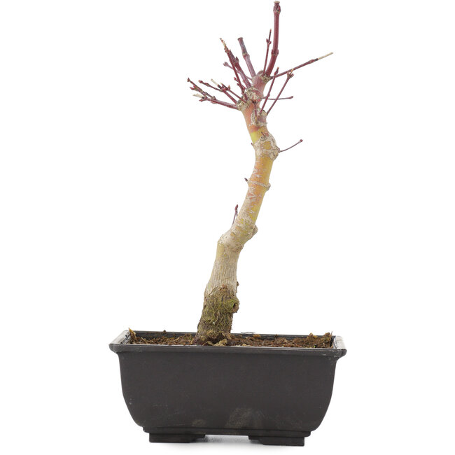Acer palmatum, 23,5 cm, ± 6 años