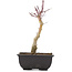 Acer palmatum, 23,5 cm, ± 6 ans