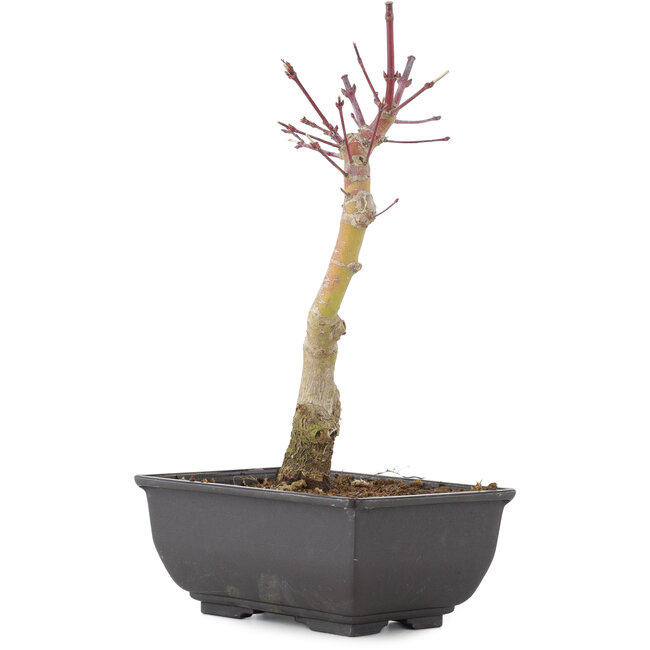 Acer palmatum, 23,5 cm, ± 6 years old