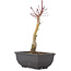 Acer palmatum, 23,5 cm, ± 6 Jahre alt