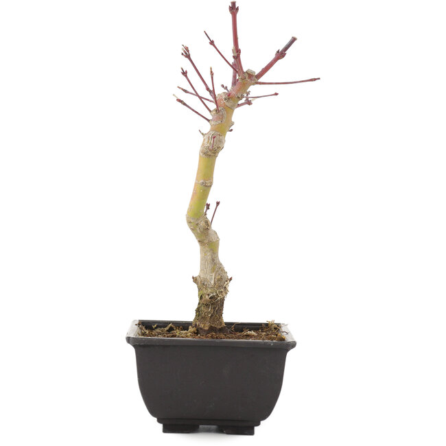 Acer palmatum, 23,5 cm, ± 6 Jahre alt