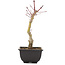 Acer palmatum, 23,5 cm, ± 6 anni