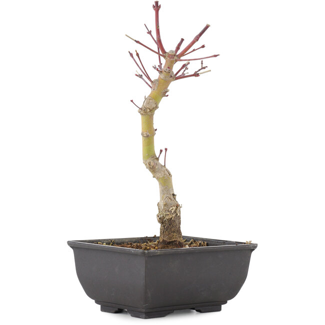 Acer palmatum, 23,5 cm, ± 6 ans