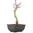 Acer palmatum, 23,5 cm, ± 6 jaar oud