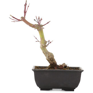 Acer palmatum, 21,5 cm, ± 6 años