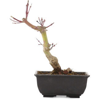 Acer palmatum, 21,5 cm, ± 6 jaar oud