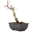 Acer palmatum, 21,5 cm, ± 6 jaar oud
