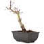 Acer palmatum, 21,5 cm, ± 6 years old