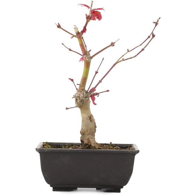 Acer palmatum, 23 cm, ± 6 ans