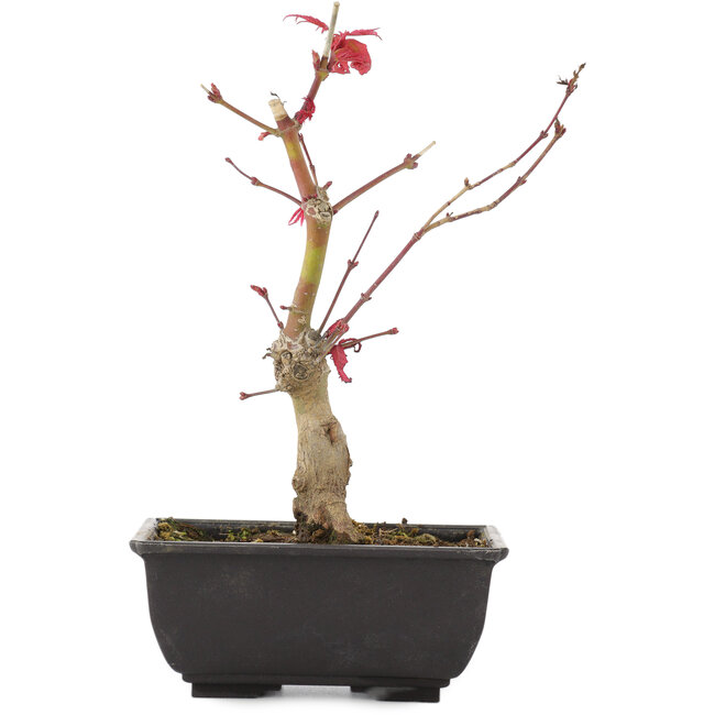 Acer palmatum, 23 cm, ± 6 Jahre alt
