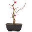 Acer palmatum, 23 cm, ± 6 years old