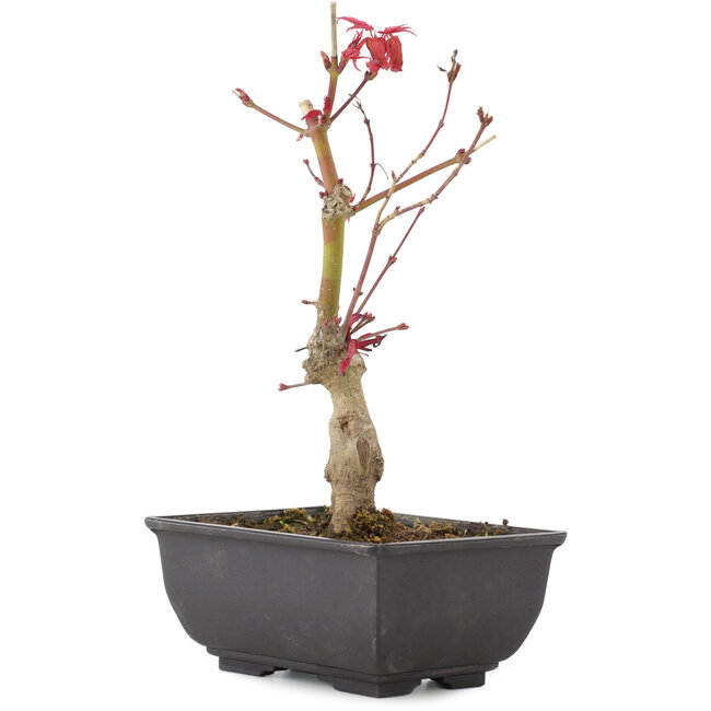 Acer palmatum, 23 cm, ± 6 años