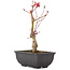 Acer palmatum, 23 cm, ± 6 ans