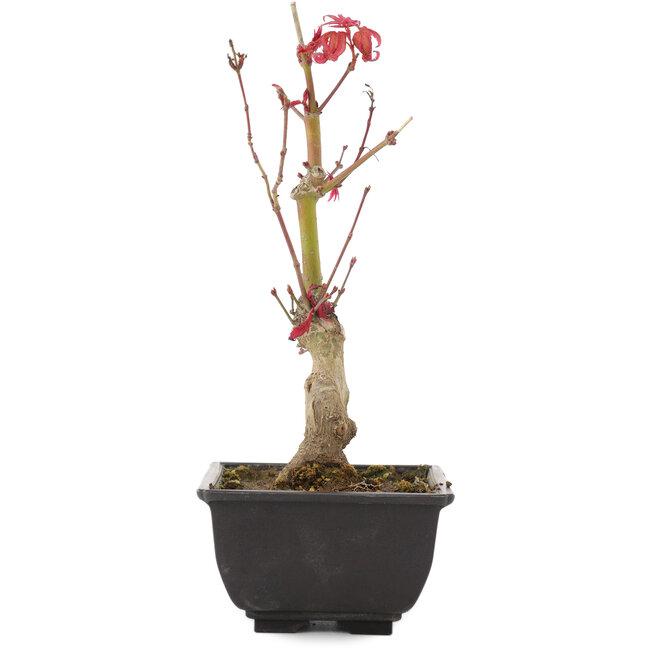 Acer palmatum, 23 cm, ± 6 anni