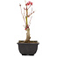 Acer palmatum, 23 cm, ± 6 Jahre alt