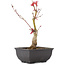Acer palmatum, 23 cm, ± 6 Jahre alt