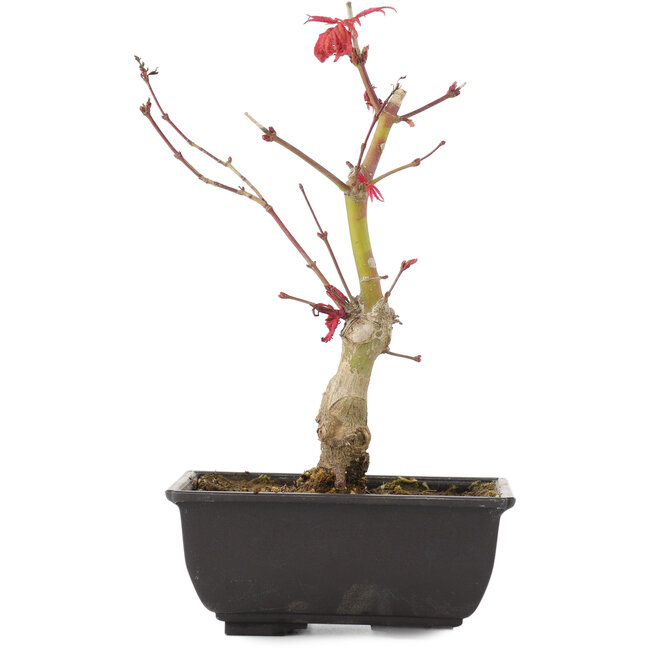 Acer palmatum, 23 cm, ± 6 anni