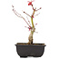 Acer palmatum, 23 cm, ± 6 Jahre alt