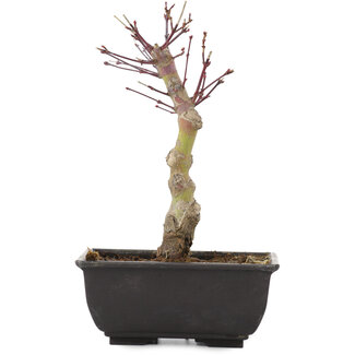 Acer palmatum, 21 cm, ± 6 anni