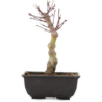 Acer palmatum, 21 cm, ± 6 jaar oud