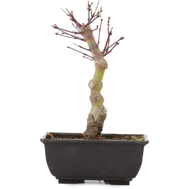 Acer palmatum, 21 cm, ± 6 years old