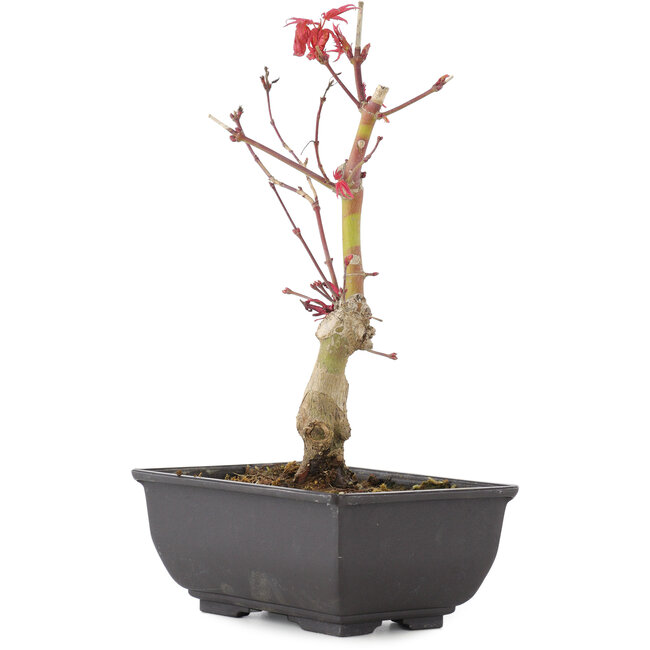 Acer palmatum, 23 cm, ± 6 years old